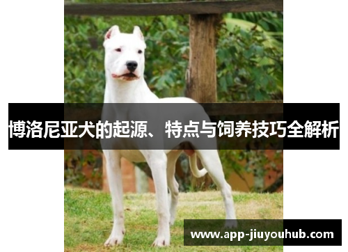 博洛尼亚犬的起源、特点与饲养技巧全解析